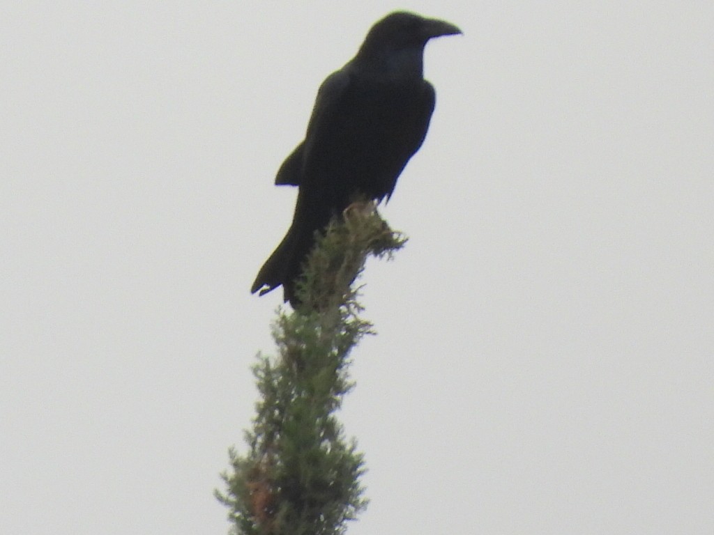 Common Raven - ML645847333