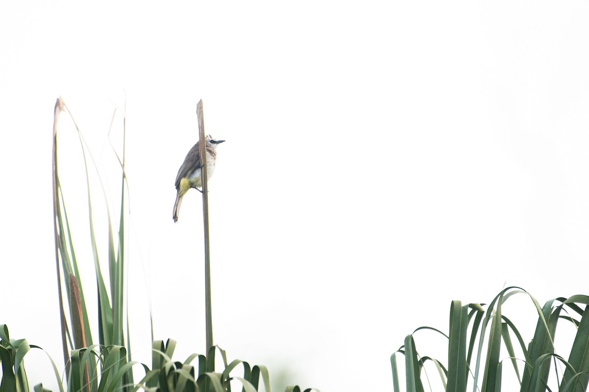 Yellow-vented Bulbul - ML645847338