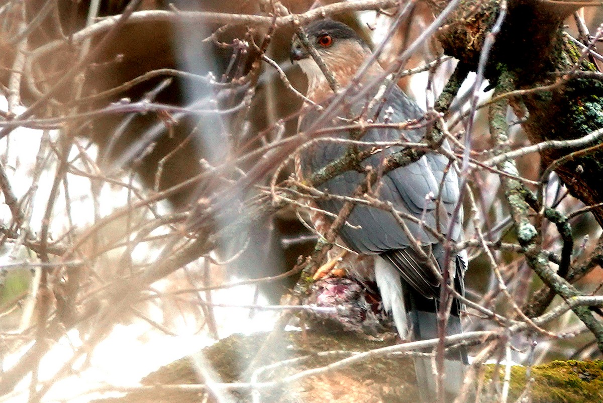 Cooper's Hawk - ML645847339
