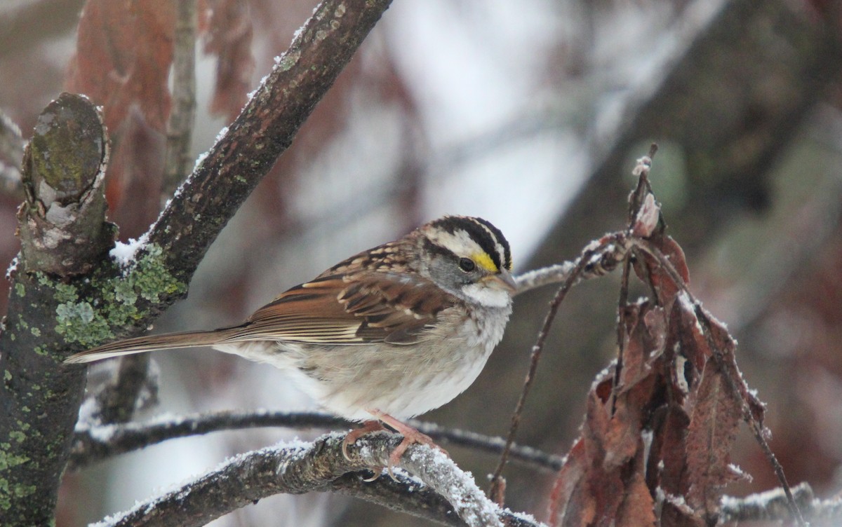 White-throated Sparrow - ML645847343