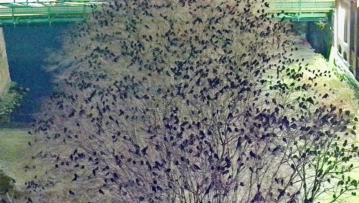 American Crow - ML645847344