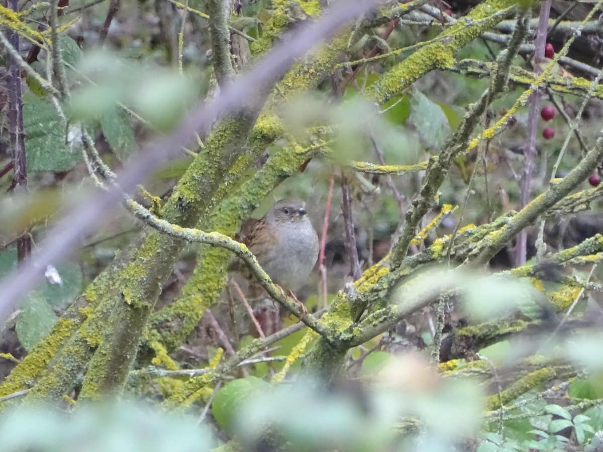 Dunnock - ML645847351