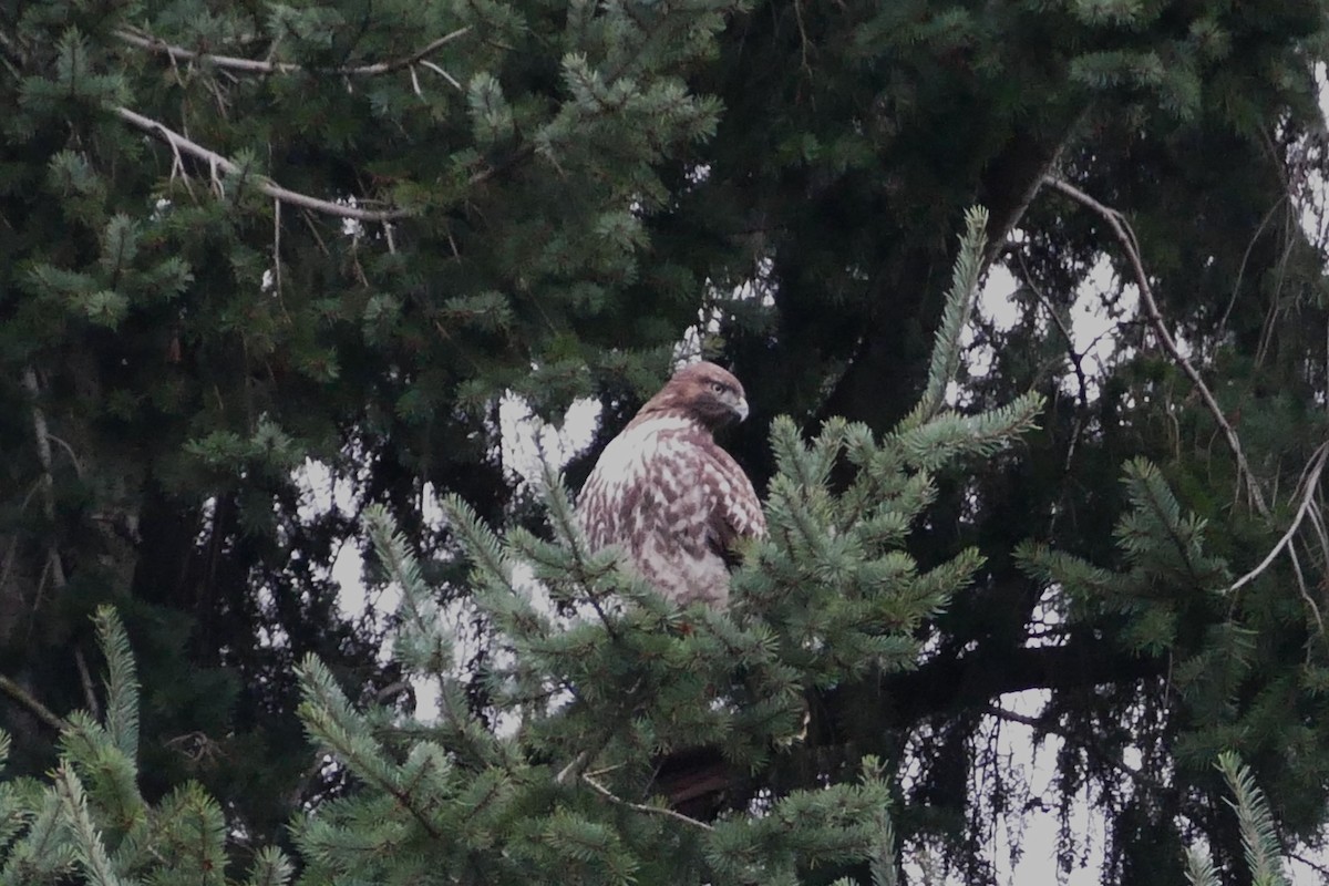Red-tailed Hawk - ML645847352