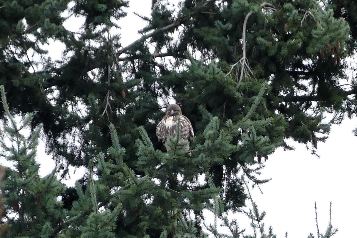 Red-tailed Hawk - ML645847357