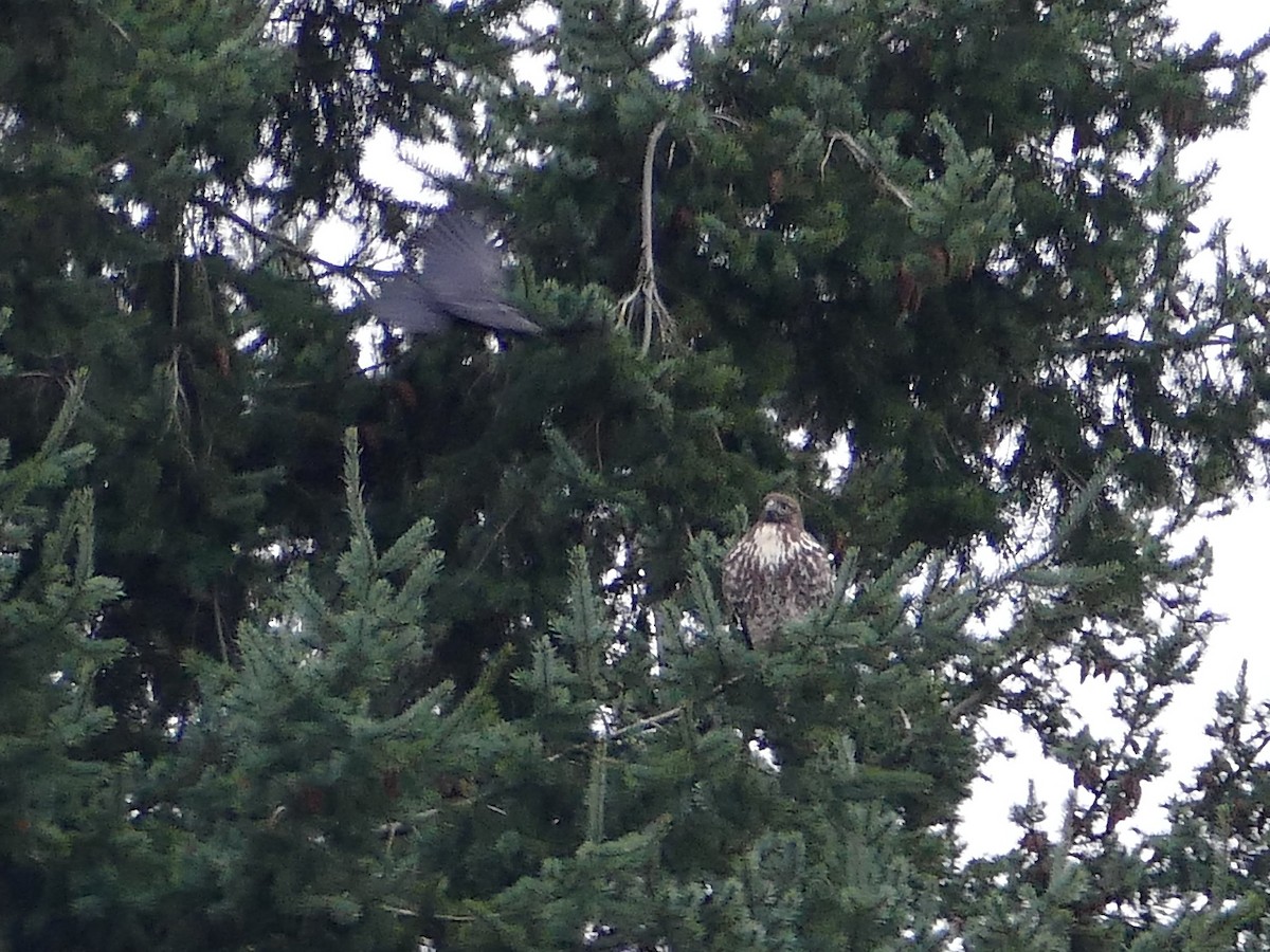 Red-tailed Hawk - ML645847358