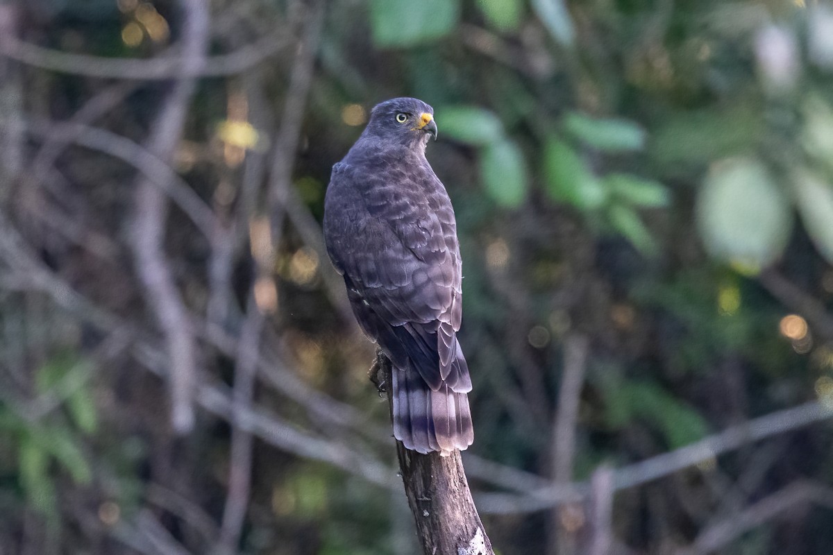 Roadside Hawk - ML645847361