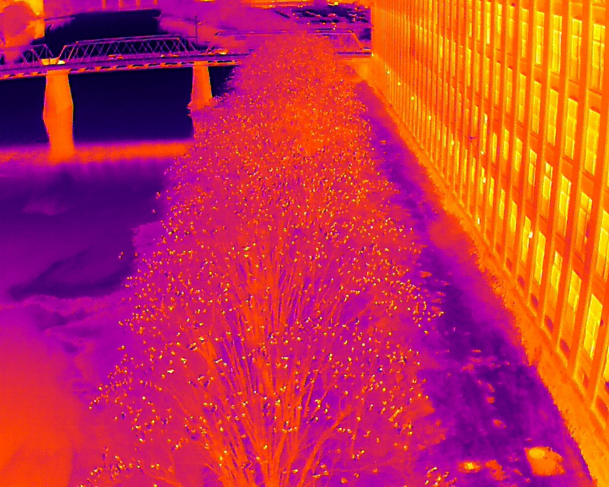 American Crow - ML645847370