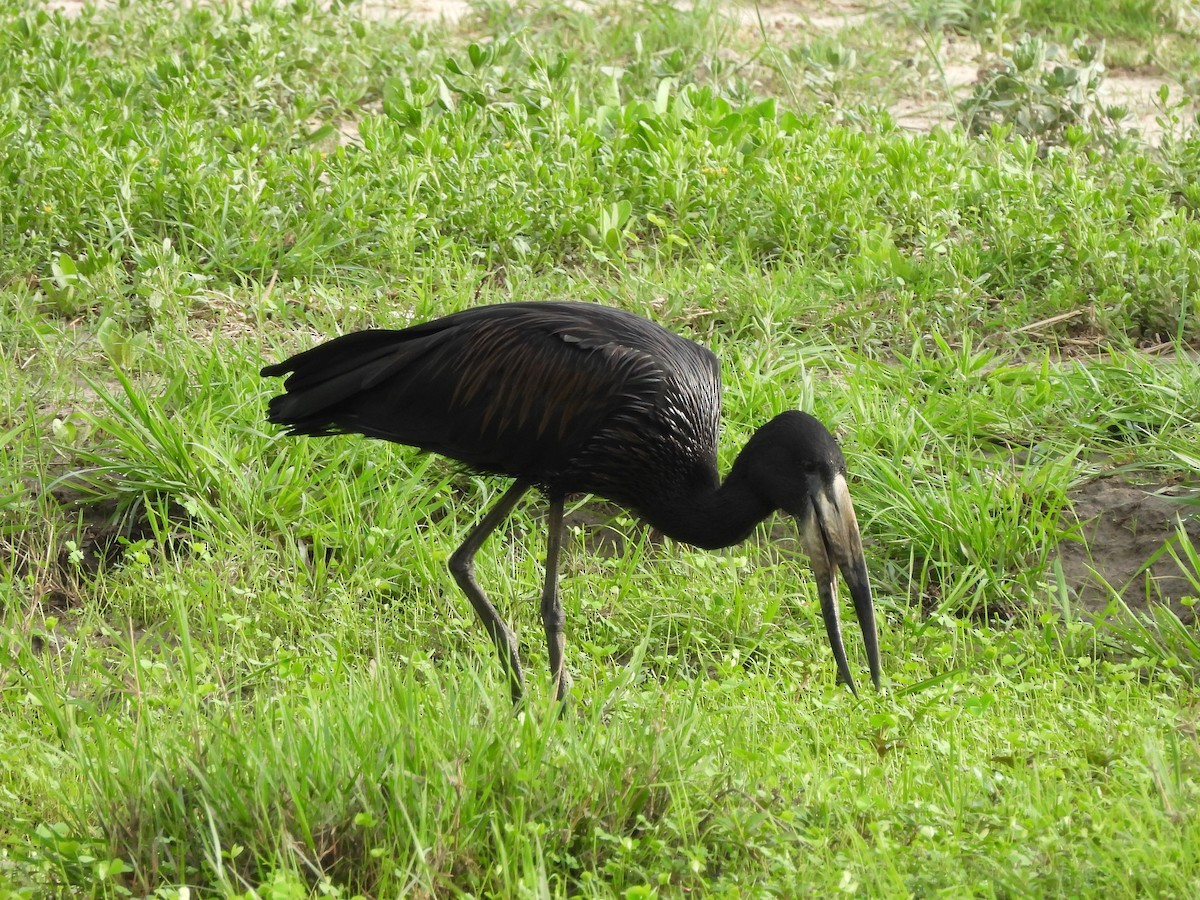 Matxardamoko beltza - ML645847373