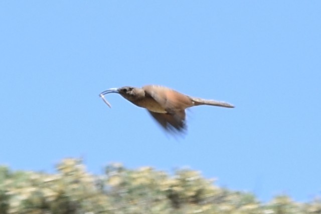 Scale-throated Earthcreeper - ML645847376