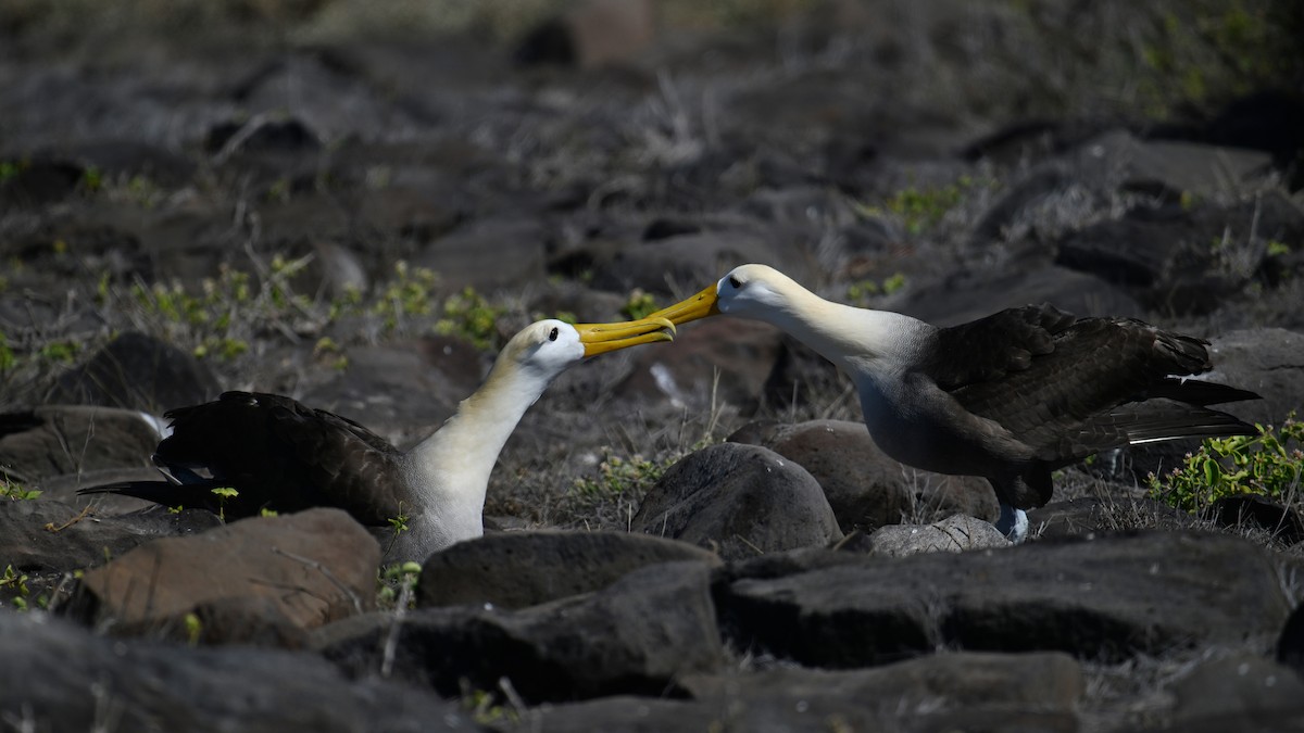 albatros galapážský - ML645847378