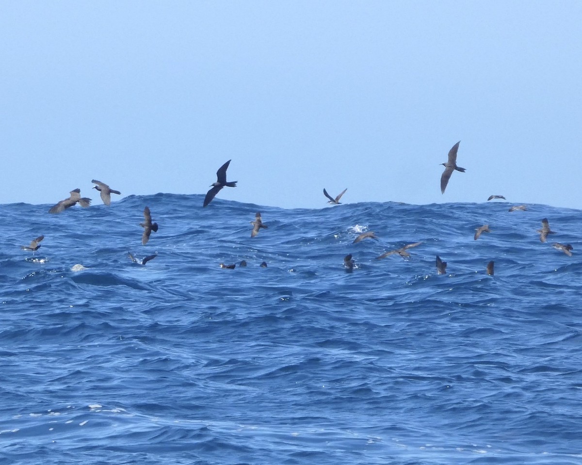 Puffin des Galapagos - ML645847383