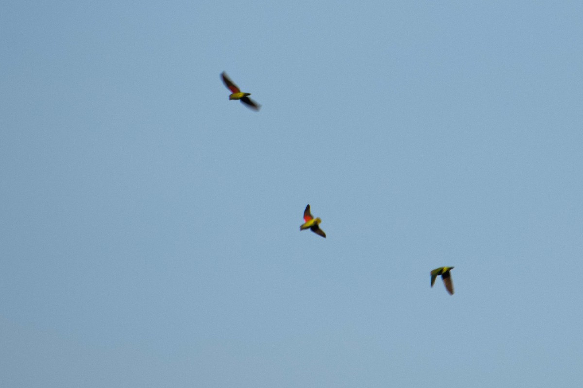 Blue-rumped Parrot - ML645847404