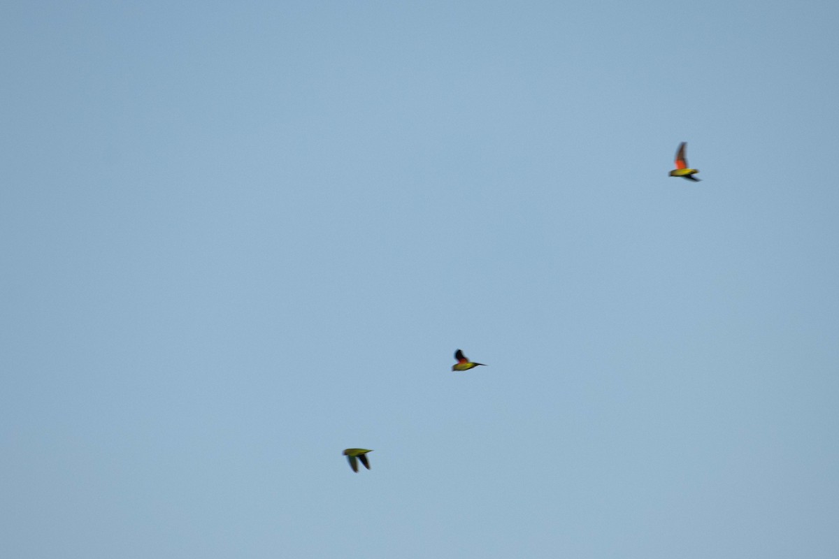 Blue-rumped Parrot - ML645847405