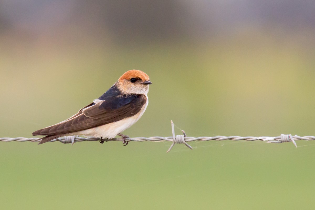 Fairy Martin - Andrew Allen