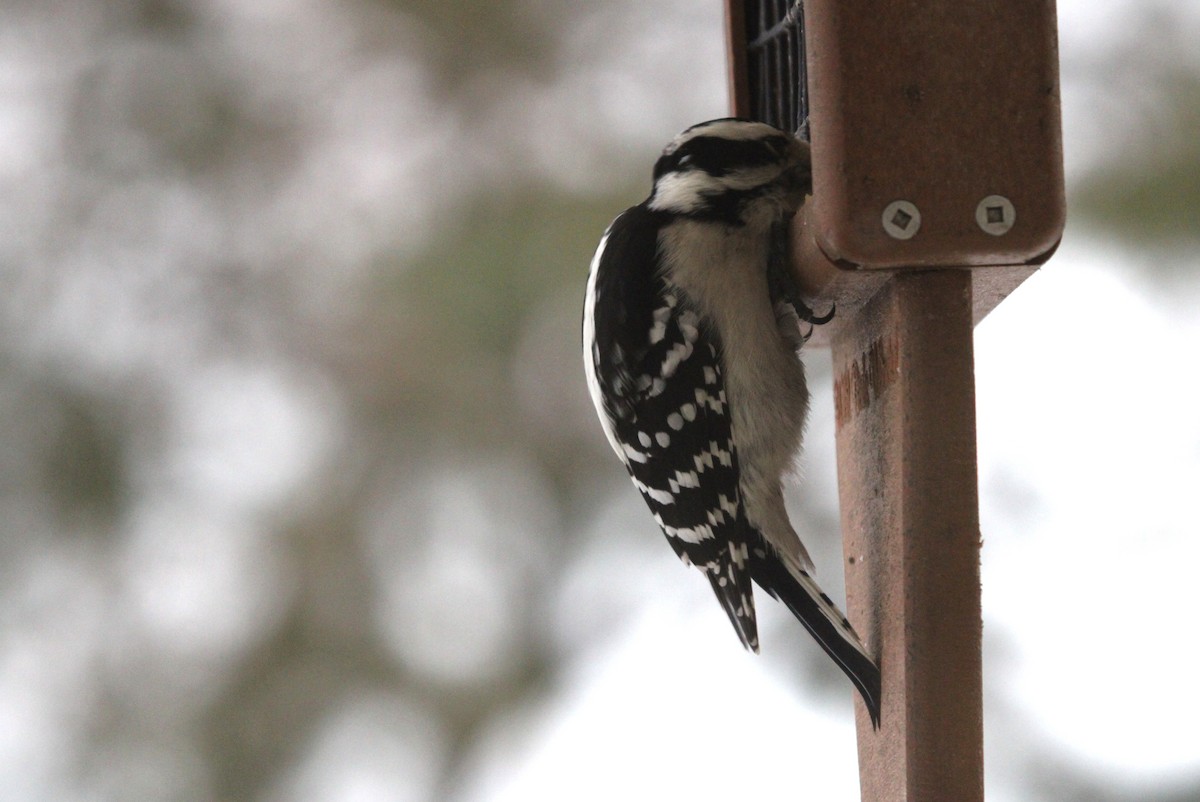 Downy Woodpecker - ML645847416