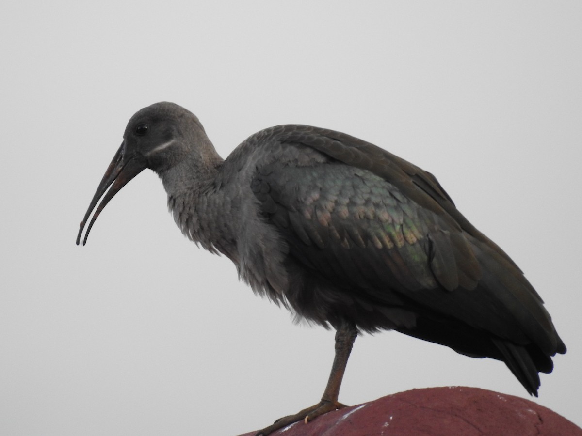 Hadada Ibis - ML645847417