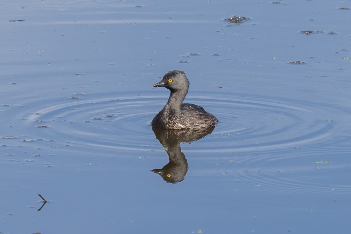 Least Grebe - ML645847435