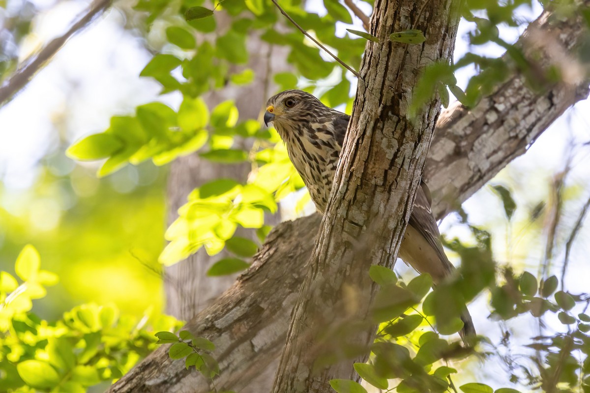 Roadside Hawk - ML645847439
