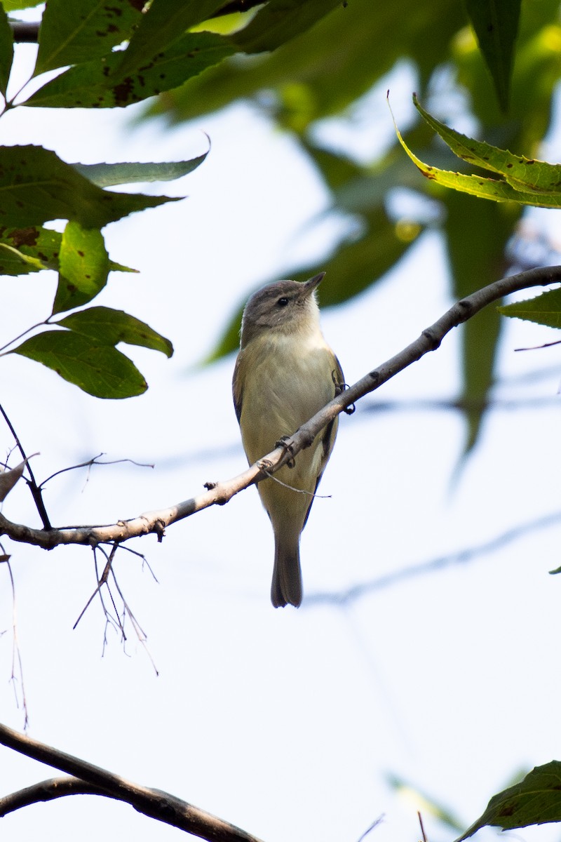 Eastern/Western Warbling Vireo - ML645847440