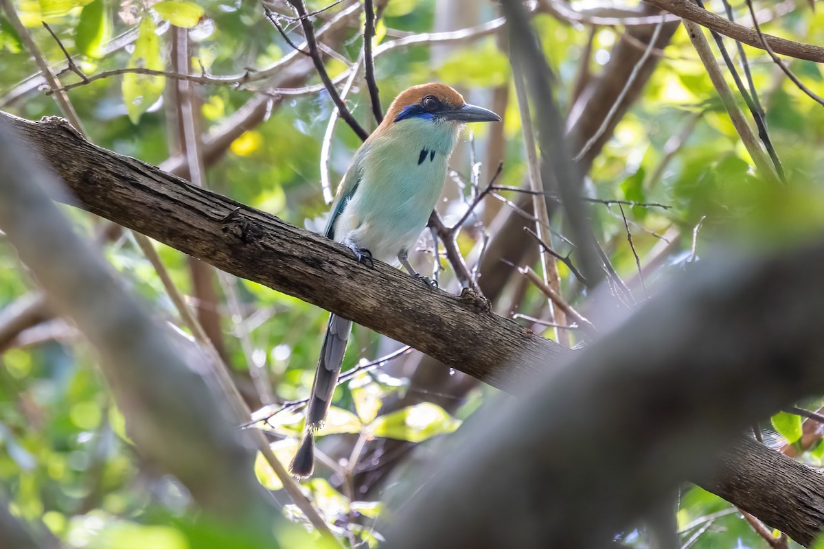 Russet-crowned Motmot - ML645847445