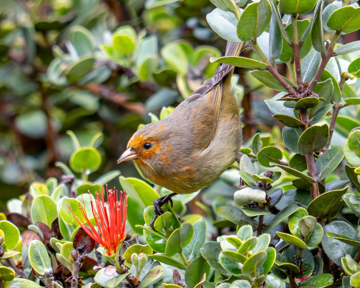コバシハワイミツスイ - ML645847446
