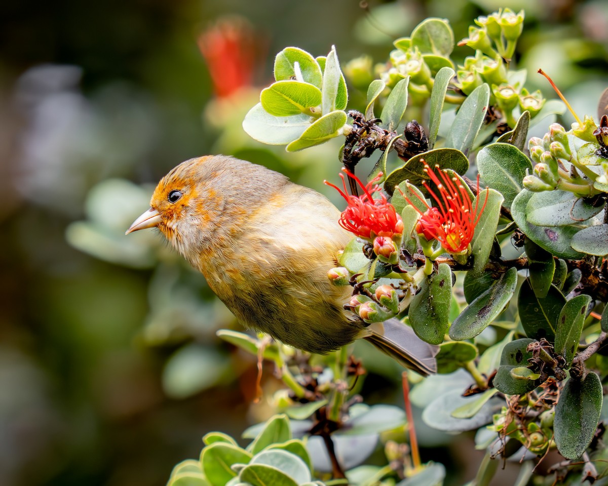 コバシハワイミツスイ - ML645847447