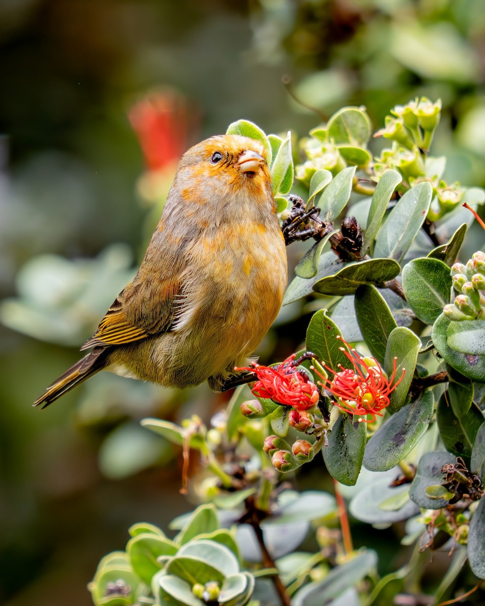 コバシハワイミツスイ - ML645847448