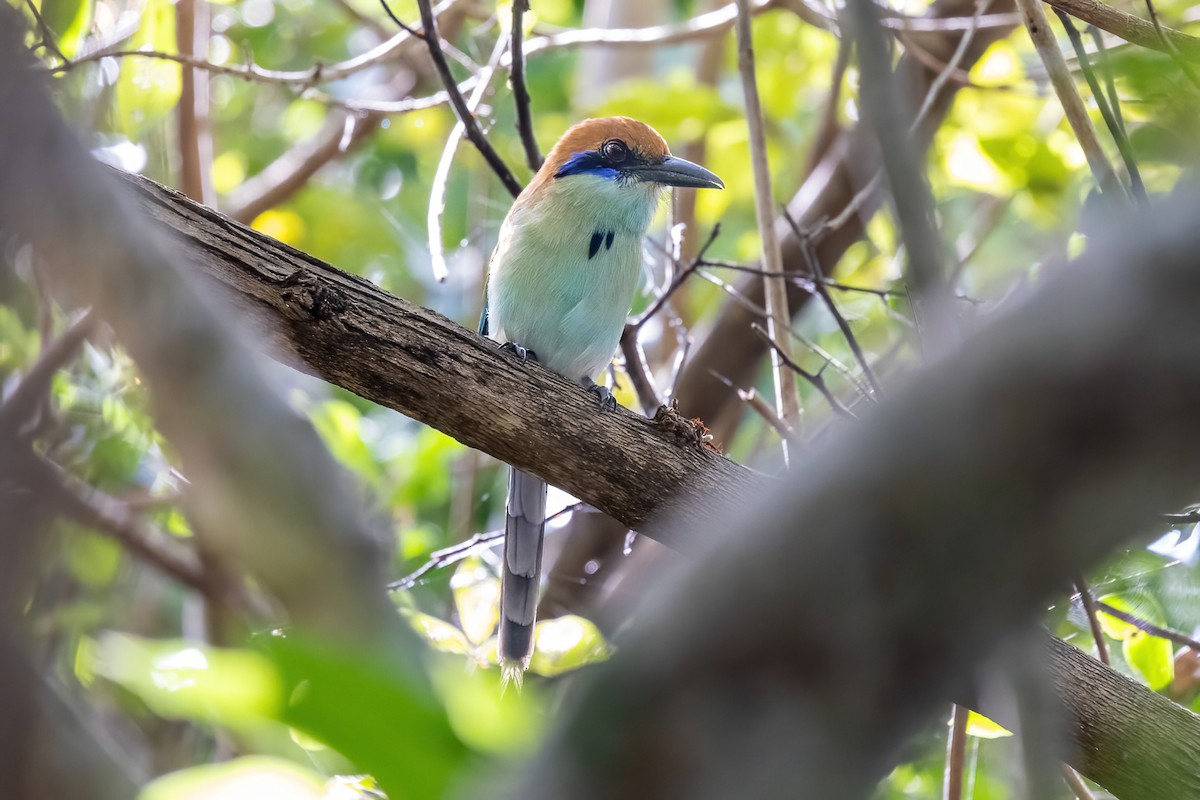 Russet-crowned Motmot - ML645847453