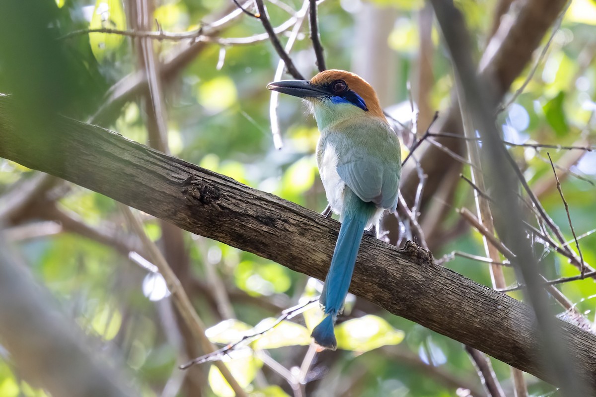Russet-crowned Motmot - ML645847454