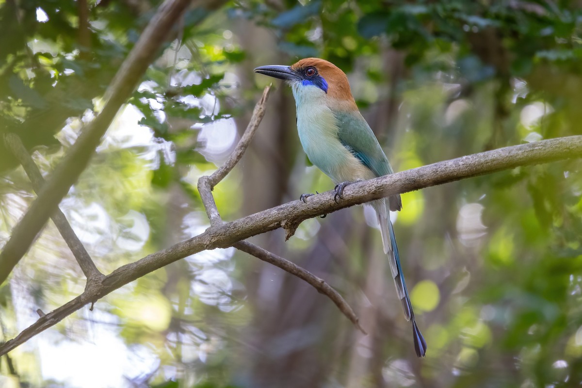 Russet-crowned Motmot - ML645847455