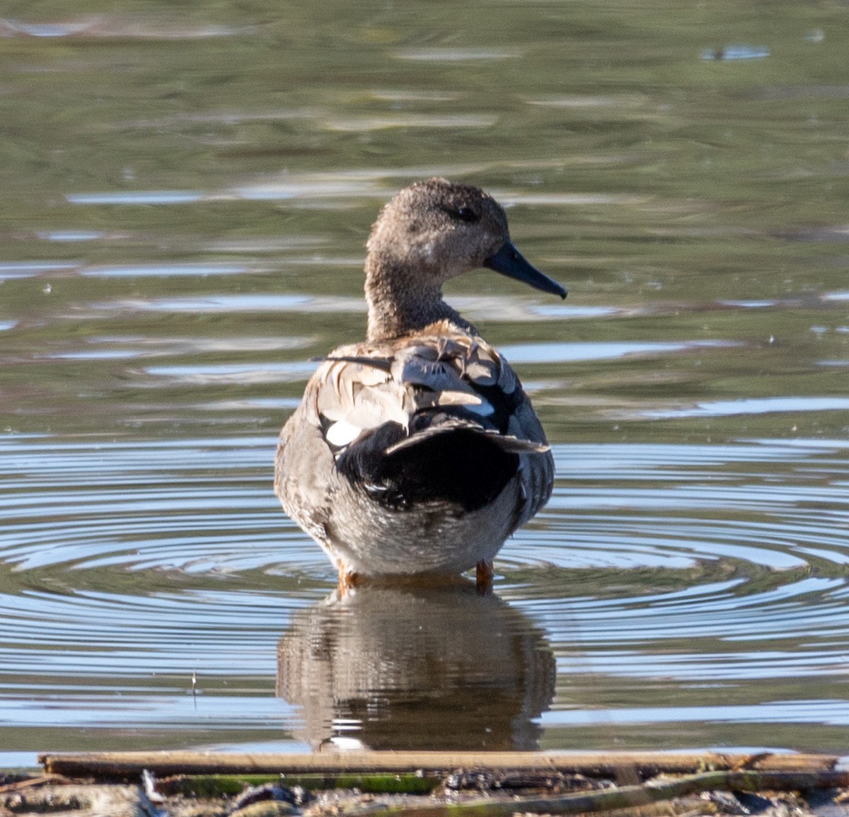 Серая утка - ML645847456