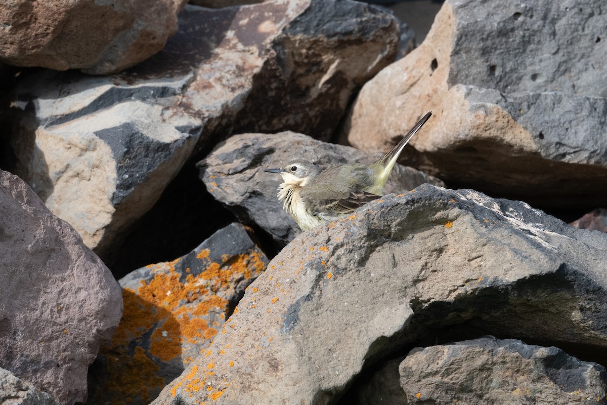 Western Yellow Wagtail (feldegg) - ML645847466