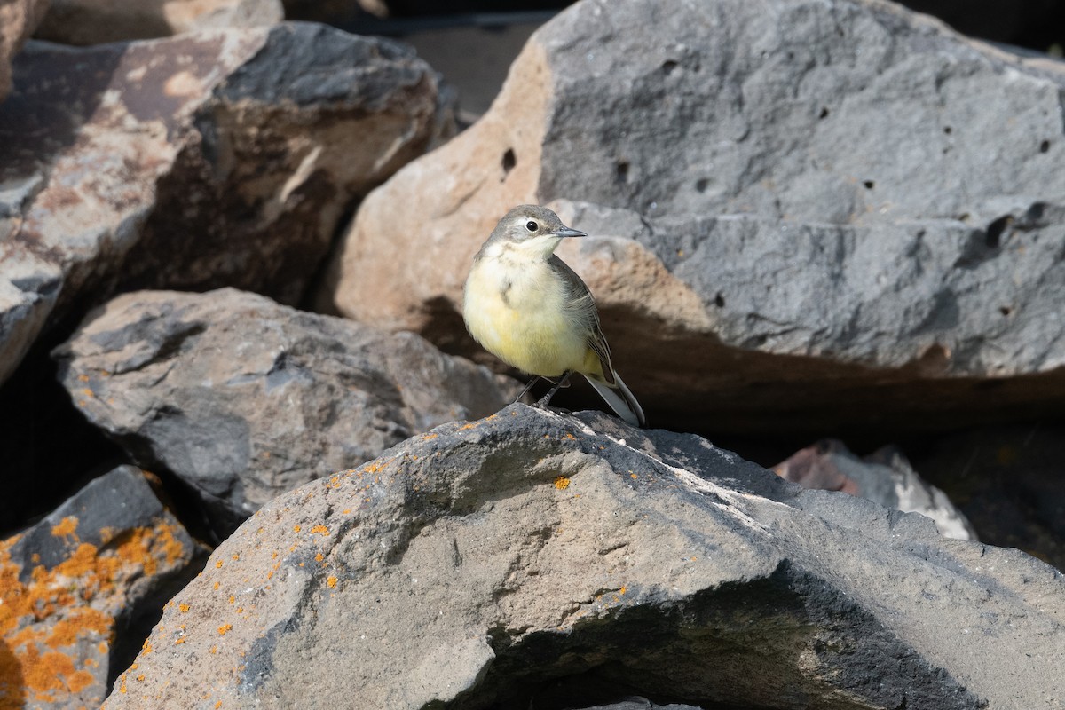 Western Yellow Wagtail (feldegg) - ML645847467