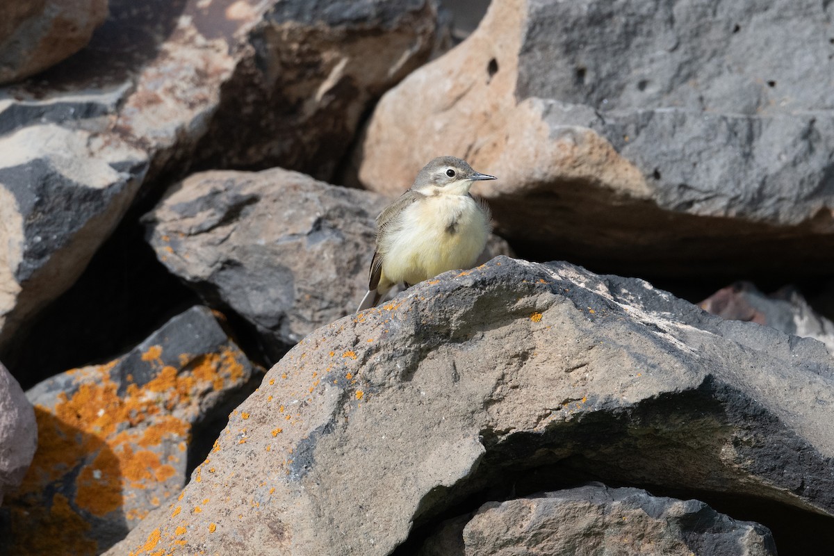 Western Yellow Wagtail (feldegg) - ML645847468
