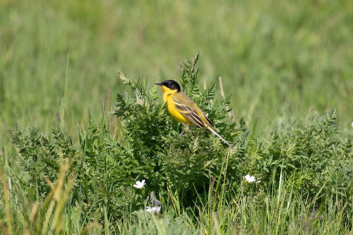 Western Yellow Wagtail (feldegg) - ML645847469