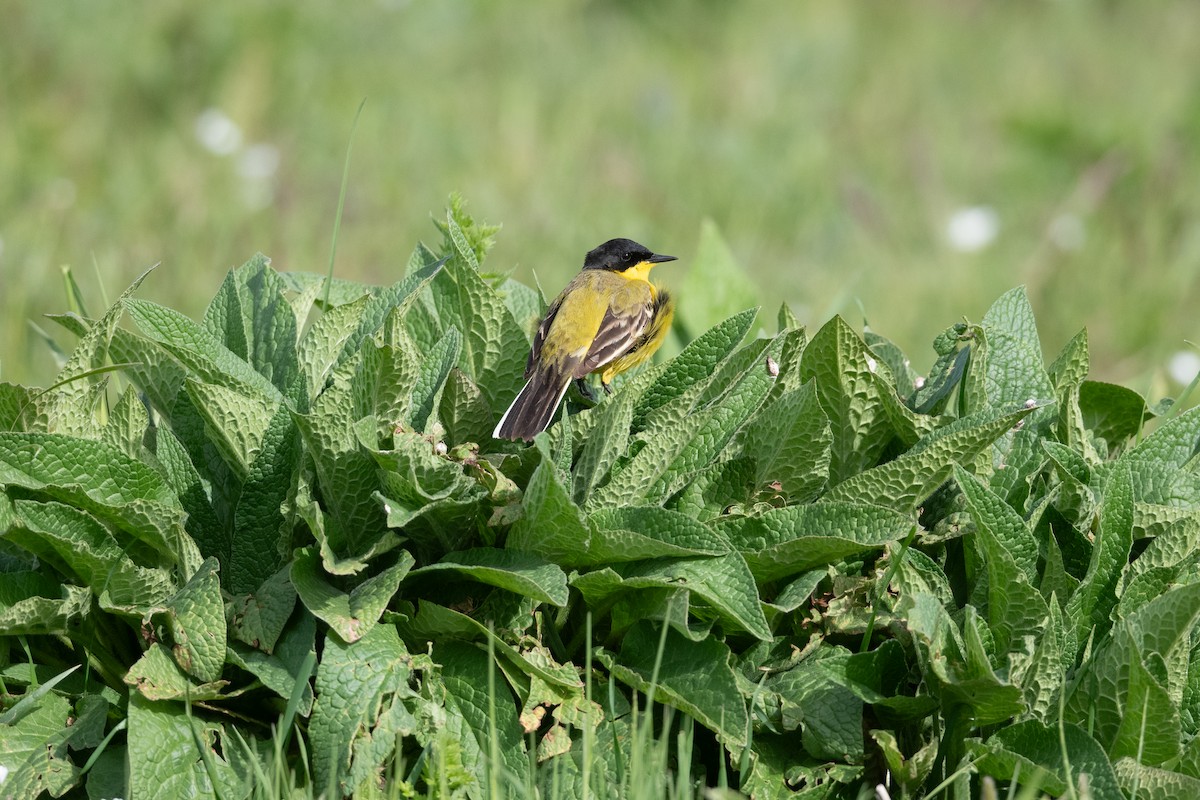 Western Yellow Wagtail (feldegg) - ML645847470