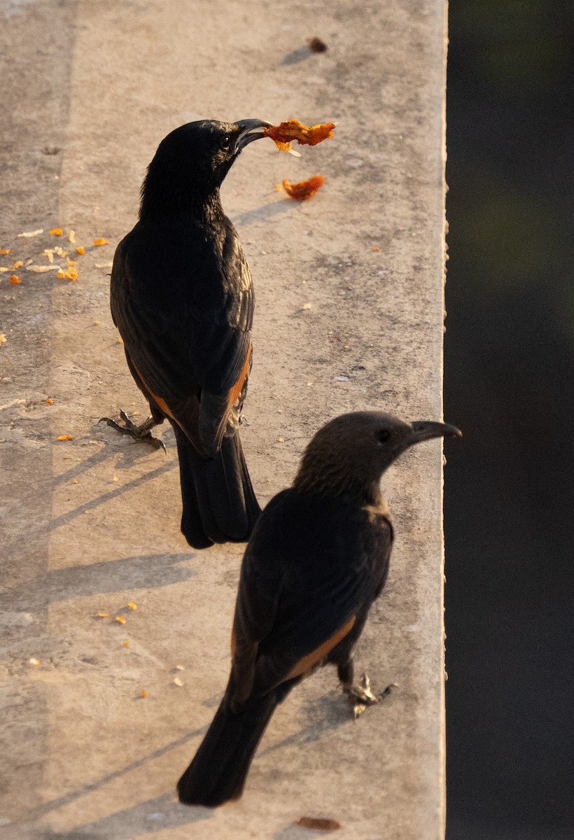 アラビアテリムク - ML645847471