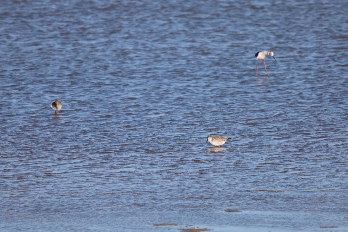 jespák rezavý - ML645847475