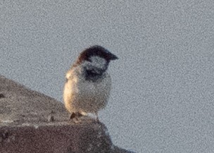 House Sparrow - ML645847478