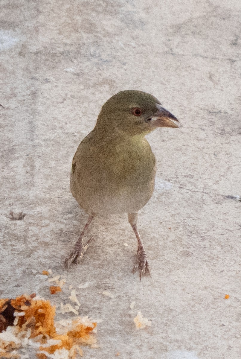 Ткачик рудощокий - ML645847496