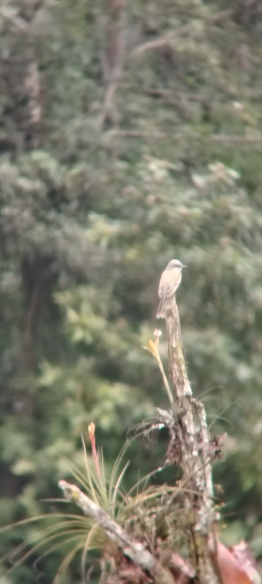 Tropical Kingbird - ML645847497