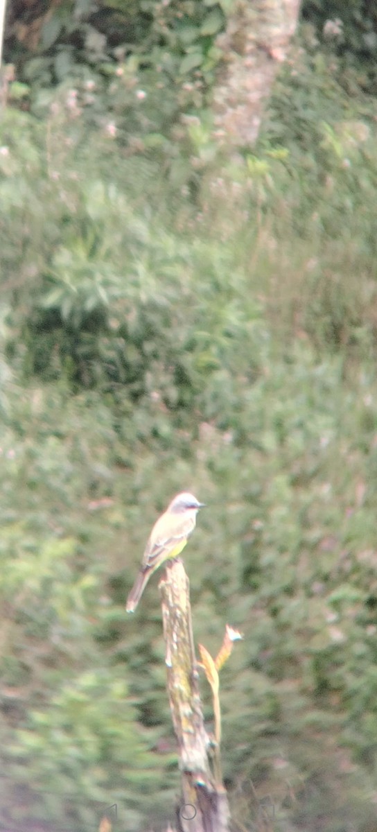 Tropical Kingbird - ML645847500