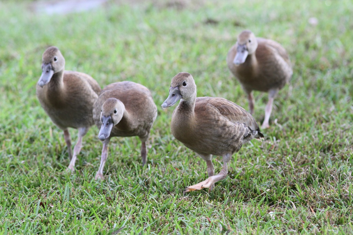 Kara Karınlı Islıkçı Ördek - ML645847512
