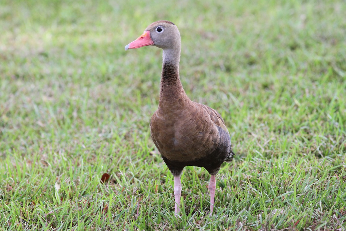 Kara Karınlı Islıkçı Ördek - ML645847513