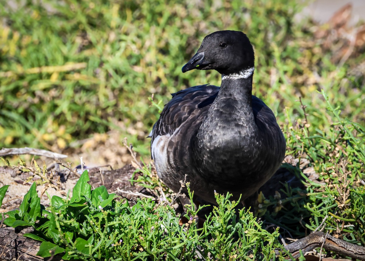 黑雁 - ML645847518