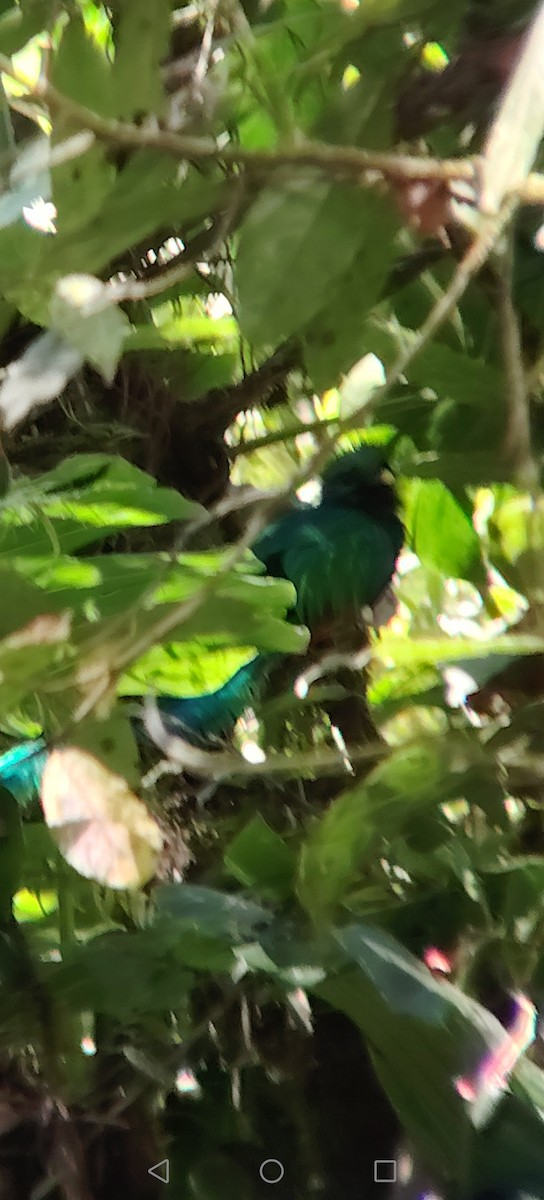 Resplendent Quetzal (Guatemalan) - ML645847524
