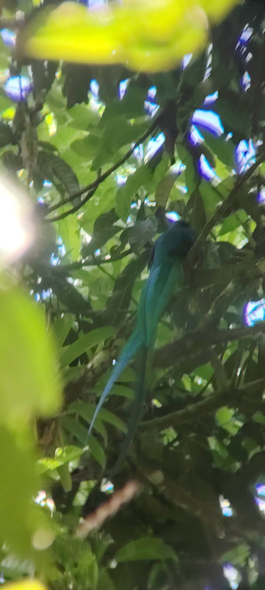 Resplendent Quetzal (Guatemalan) - ML645847525
