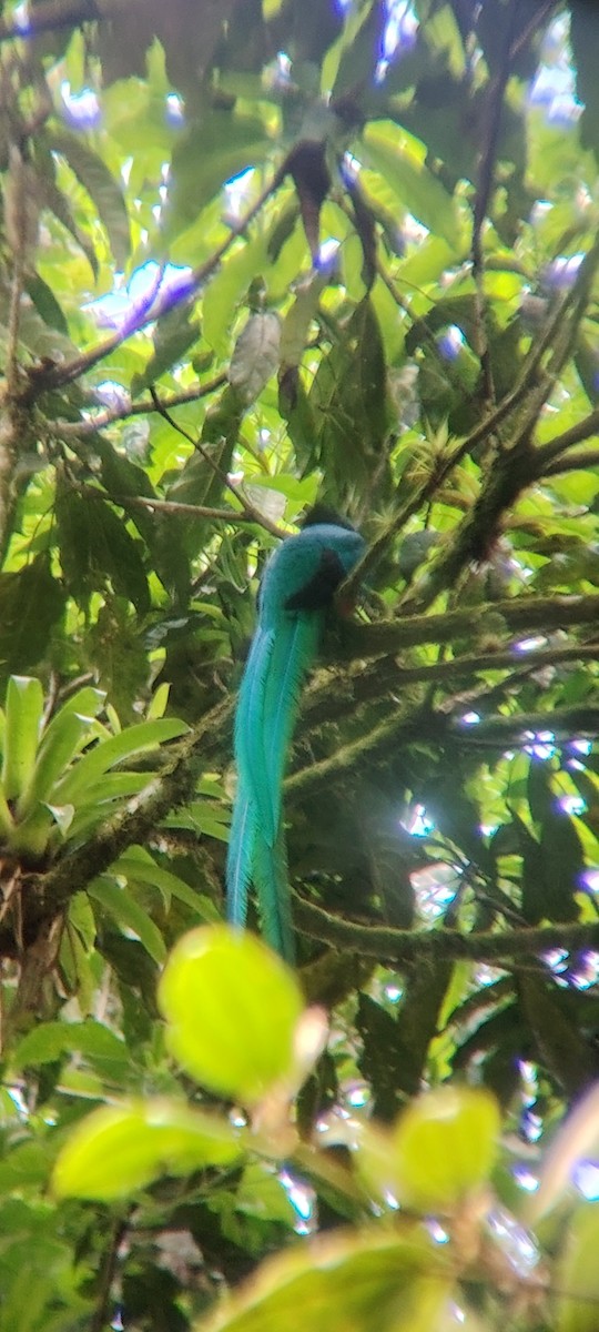 Resplendent Quetzal (Guatemalan) - ML645847526