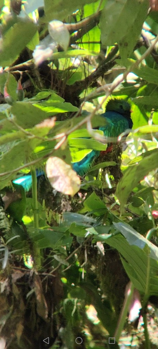 Resplendent Quetzal (Guatemalan) - ML645847527