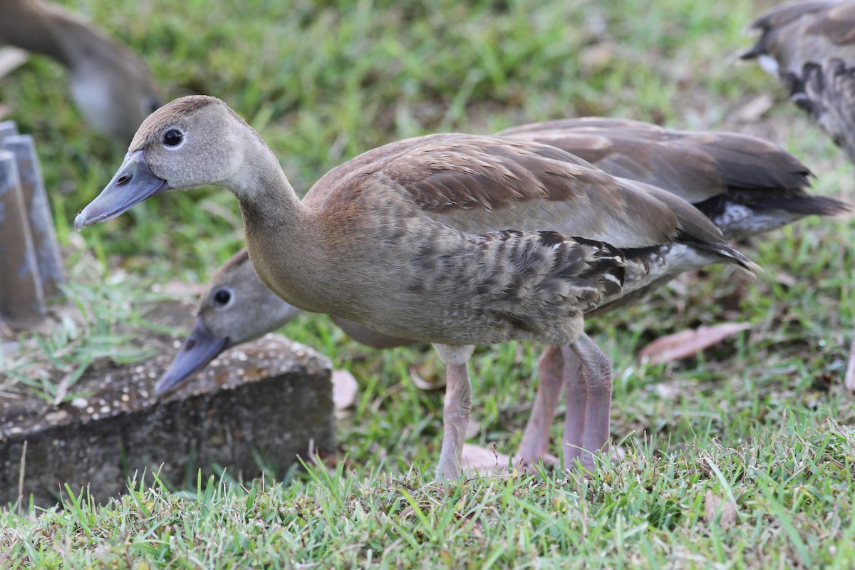 Kara Karınlı Islıkçı Ördek - ML645847528